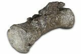 Sauropod (Diplodocus?) Distal Caudal Vertebra - Wyoming #377936-5